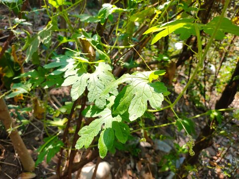 Vibrant green bitter melon leaves on a climbing vine grow outdoors in a sunny garden.