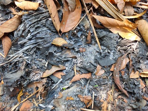 Brown dried fallen leaves that have been burned. Grey ash.