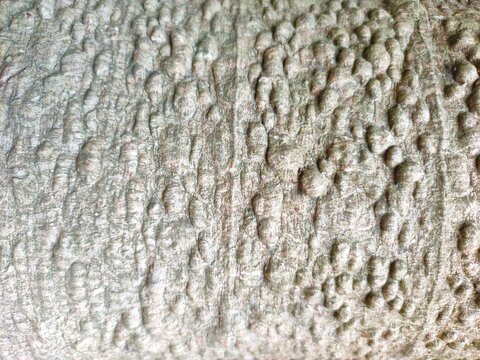 A close-up view shows a rough, light brown papaya tree bark surface covered in bumpy, raised nodules and organic textures.