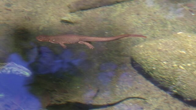 California newt swimming in a pool 