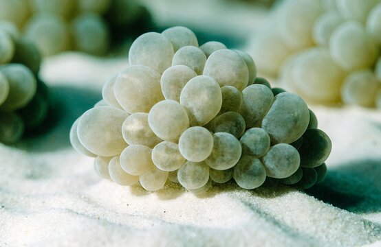Cluster of bubble coral, translucent grape-like sacs catching soft light, pale green-cream color, macro photography, ivory sand base