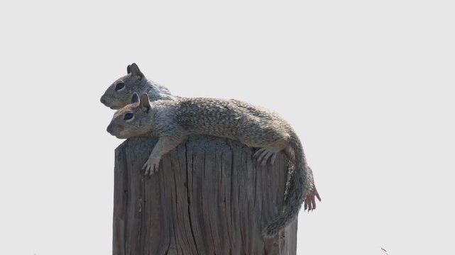two ground squirrels resting on a pole peacefully