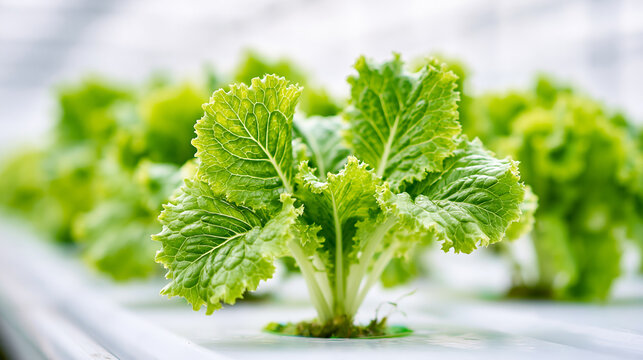 Fresh green mustard greens growing in a hydroponic system with a blurred background.