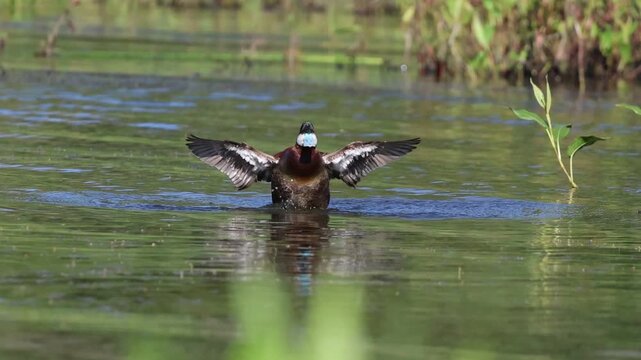 male ruddy duck with blue beak flapping its wings and shaking its tail 