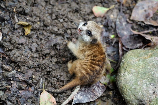 Cute little banded mongoose pup looking up