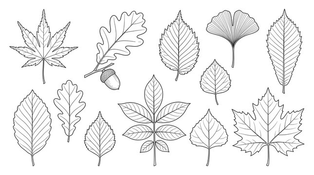 Botanical line art leaf collection, hand drawn autumn foliage sketches, minimalist black and white tree leaf illustrations for nature design isolated PNG with Transparent Background
