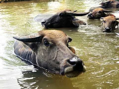 several buffaloes were soaking in the water