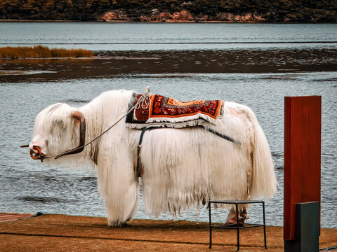 White yak standing near water