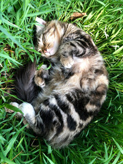 cat lying on the grass © Imam
