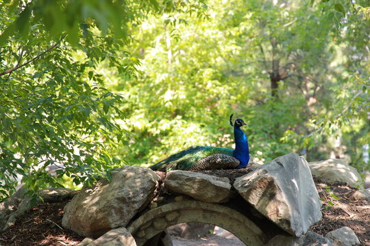 peacock in the park