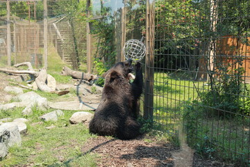brown bear cub © Maneekorn
