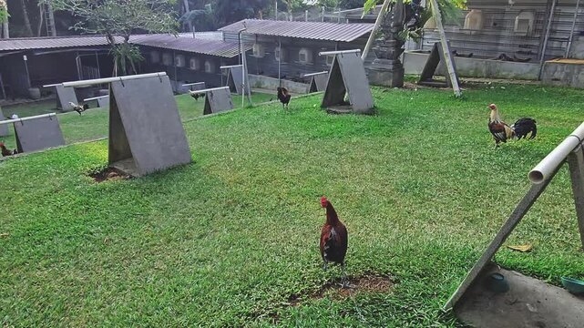 Several roosters roaming freely across a lush green grass lawn at an outdoor poultry farm featuring numerous wooden A-frame shelters.