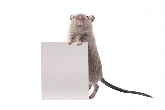 Small brown gerbil holding a blank white sign