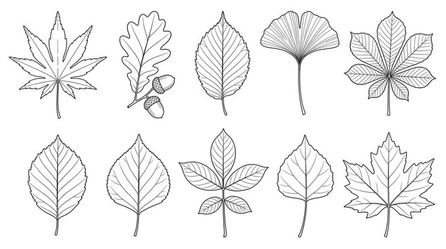 Minimalist line art leaves collection, botanical foliage sketches of maple oak and ginkgo, set of 10 hand drawn autumn leaf illustrations isolated PNG with Transparent Background