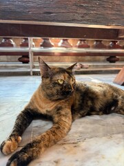 cat © Aim