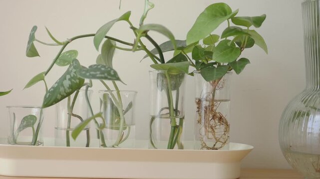 Plants growing in water in clear glass containers