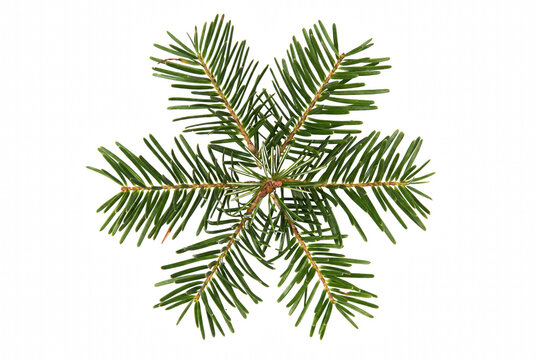 Symmetrical Star Shaped Arrangement of Fir Tree Branches
