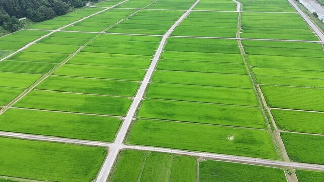 Lush rice paddies stretch under clear skies. Fields divide neatly by winding paths. Green rows glow with fertile growth. Aerial view shows nature's peaceful rhythm