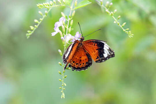 Orange Lacewing Butterfly Feeding on Purple Wildflower with Soft Green Background, Butterflies suck honey juice in the morning, Butterflies land on flowers to suck honey