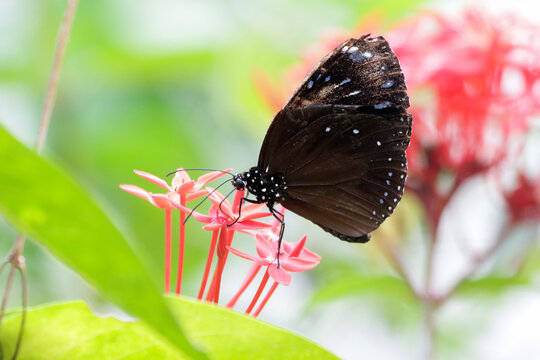 Common Crow Butterfly Feeding on Pink Ixora Flowers, Butterflies suck honey juice in the morning, Butterflies land on flowers to suck honey