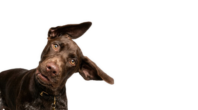 Brown dog tilting head with floppy ears isolated on transparent background.