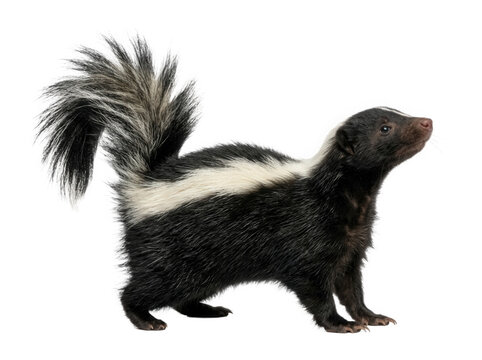 Cute striped skunk standing and looking up, isolated on transparent background.