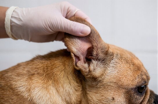 Veterinarian checking French bulldog ear during medical examination ideal for vet clinic animal health care and pet insurance marketing
