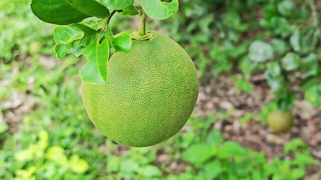 Fresh green pomelo fruit hanging on a tree branch in the garden.