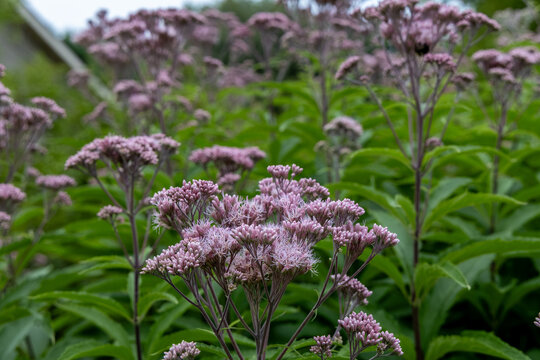 Abstract texture background of a meadow of spotted Joe-Pye weed (Eutrochium maculatum) wildflowers in bloom