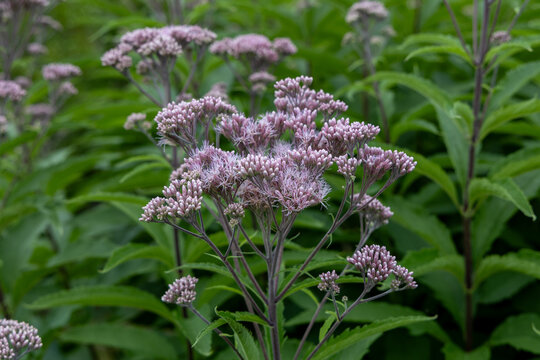 Abstract texture background of a meadow of spotted Joe-Pye weed (Eutrochium maculatum) wildflowers in bloom
