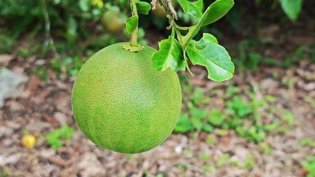 Green pomelo fruit hanging on the tree branch.