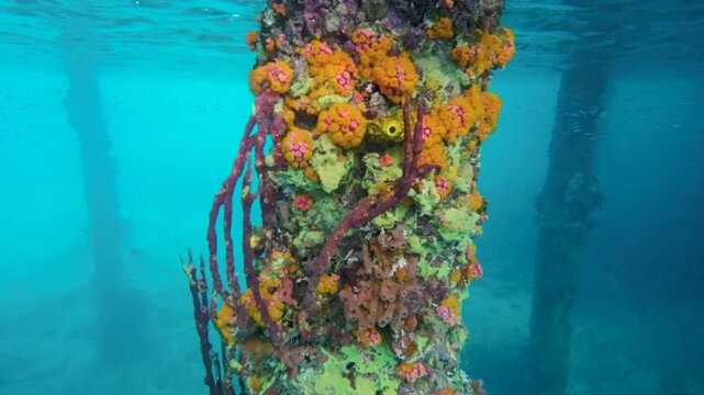 Underwater pier piling in Cura&ccedil;ao covered with orange cup corals, yellow tube sponge and red rope sponges surrounded by clear turquoise water