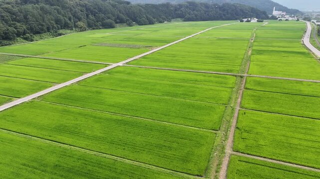Aerial view of lush green rice paddies. Rows stretch toward distant forested hills. Road cuts through the vibrant fields. No people or animals visible. Ideal for nature, agriculture