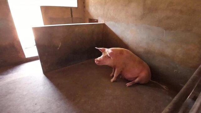 A healthy pig resting inside a clean livestock shelter, illustrating modern animal husbandry and small-scale farming in rural Malawi.