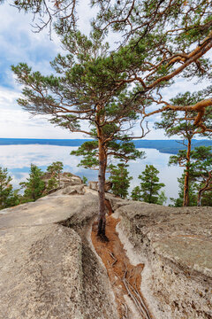 Beautiful green pine tree growing on peak of mount Bolektay and view on Burabay Borovoe Lake, cloud sky, blue bay. Burabay National Nature Park in Kazakhstan. Travel destination, summer morning.