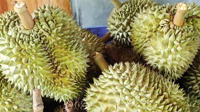Fresh durian fruits with sharp thorns in the market.