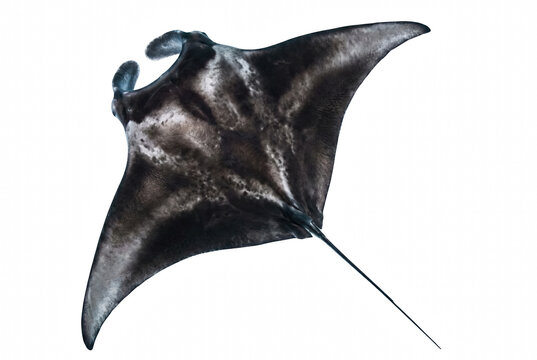 Majestic Manta Ray Gliding Through Dark Deep Waters