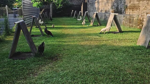 Group of domestic roosters roaming freely in a rural backyard farm with unique triangular wooden shelters on green grass.