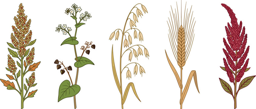 Cereal Grains and Pseudocereal Botanical Collection Featuring Quinoa, Buckwheat, Oats, Wheat, and Amaranth Plants Vector Illustration Set for Agriculture