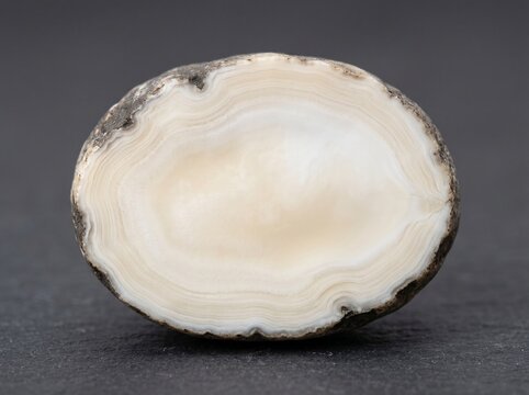 Oval Polished White Agate Slice With Fine Banding On Dark Surface