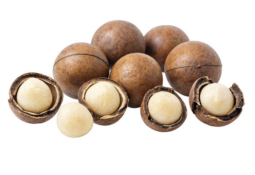 Freshly opened brown macadamia nuts with shells and kernels visible transparent background