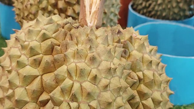 Close-up texture of fresh durian fruit peel with sharp spikes.