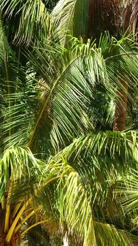 A lush, vibrant close-up of tropical palm leaves basking in bright sunlight, showcasing detailed textures and patterns of nature in ideal for a peaceful summer green background.	