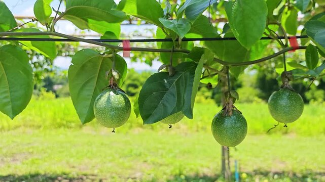 Green passion fruit on the vine.