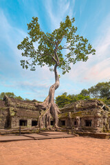 Fototapeta premium Tree growing over ruins - Ta Prohm temple ruins hidden in jungles at Angkor Wat - Wall carving with woman famous Angkor Wat complex, Siem Reap, Cambodia