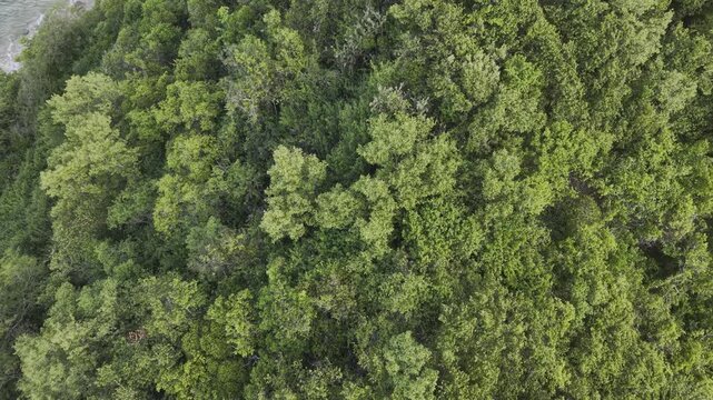 Aerial view green tropical forest island nature landscape background Thailand