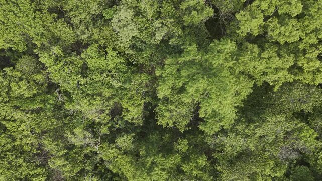 Aerial view green tropical forest island nature landscape background Thailand