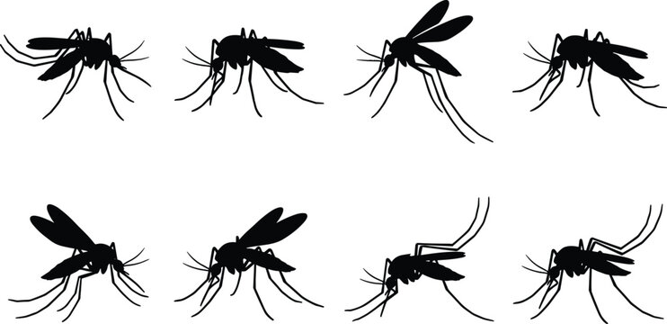 Set of mosquito vector silhouettes featuring various flying and resting poses for pest control