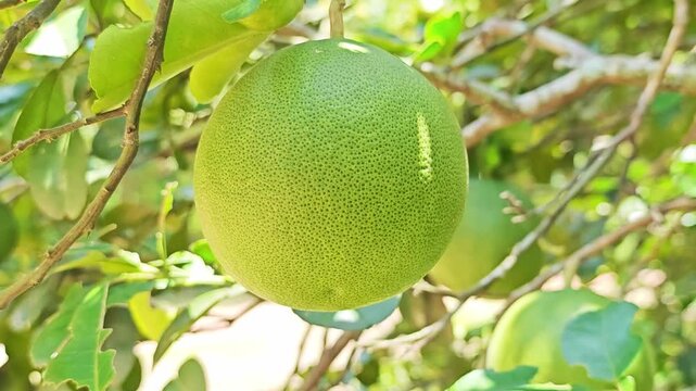 Fresh green pomelo hanging on a tree in the garden.