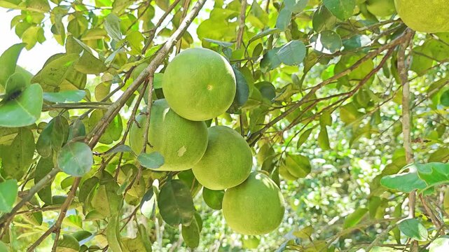 Pomelo fruits hanging on the tree branch in the orchard.